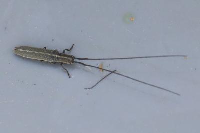 <i>Calamobius filum</i>