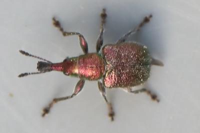 <i>Rhynchites auratus</i>