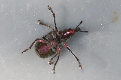 <i>Rhynchites auratus</i>