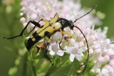 <i>Rutpela maculata</i>