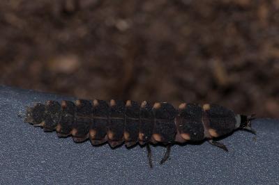 <i>Lampyris noctiluca</i>