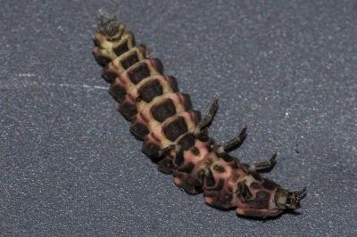 <i>Lampyris noctiluca</i>