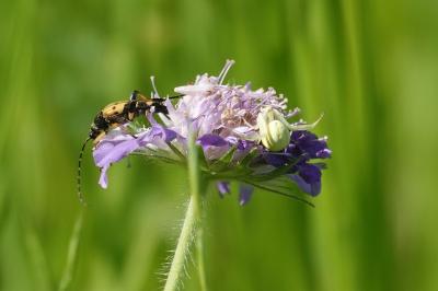 <i>Rutpela maculata</i>