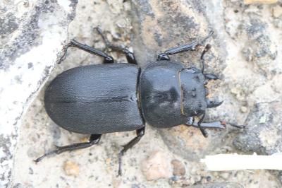 Petite biche