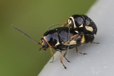 <i>Cryptocephalus moraei</i>