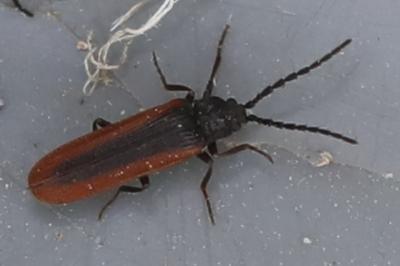 <i>Omalisus fontisbellaquei</i>