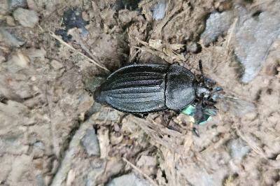 <i>Silpha carinata</i>