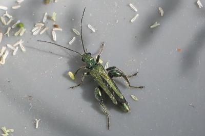 <i>Oedemera nobilis</i>
