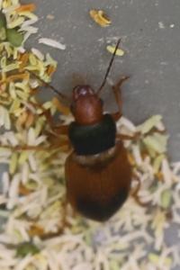<i>Diachromus germanus</i>