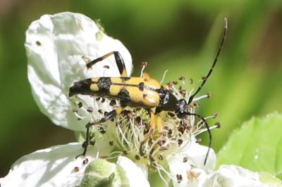 Rutpela maculata