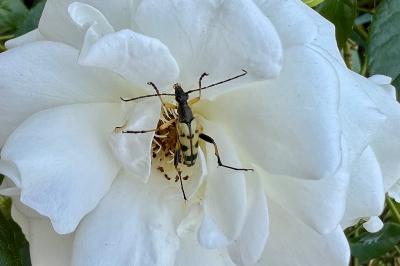<i>Rutpela maculata</i>
