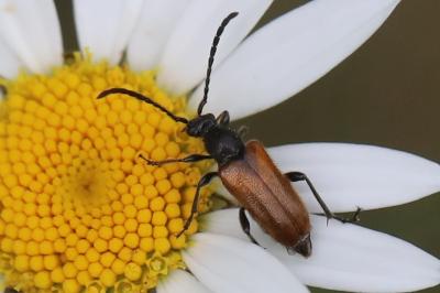 <i>Pseudovadonia livida</i>