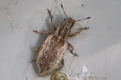 <i>Sitona</i>