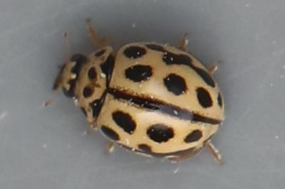 <i>Tytthaspis sedecimpunctata</i>