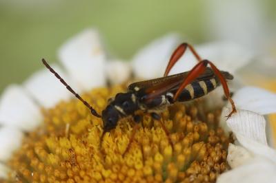 <i>Stenopterus rufus</i>