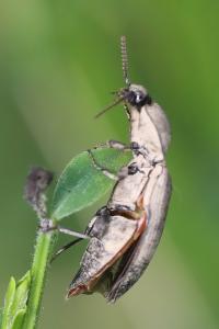 <i>Agrypnus murinus</i>