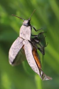 <i>Agrypnus murinus</i>