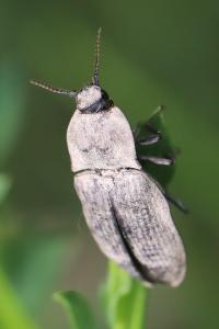 <i>Agrypnus murinus</i>