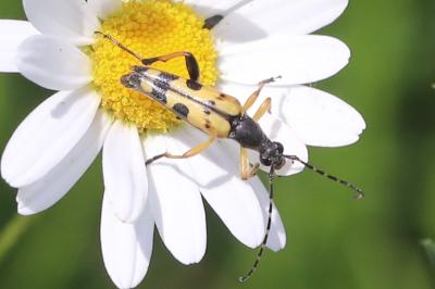 <i>Rutpela maculata</i>