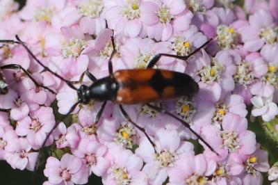 <i>Stenurella bifasciata</i>