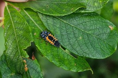 <i>Harmonia axyridis</i>