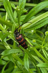 <i>Leptura aurulenta</i>