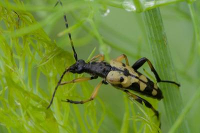 <i>Rutpela maculata</i>
