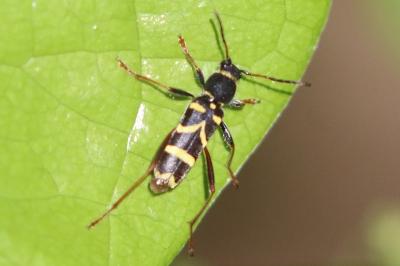 <i>Clytus arietis</i>
