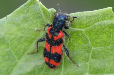 <i>Trichodes alvearius</i>