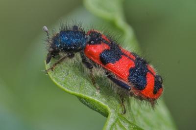 <i>Trichodes alvearius</i>