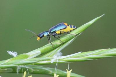 <i>Clanoptilus elegans</i>