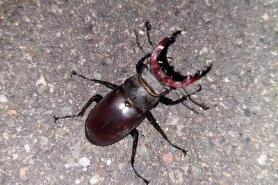 <i>Lucanus cervus</i>