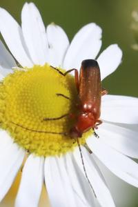 <i>Rhagonycha fulva</i>