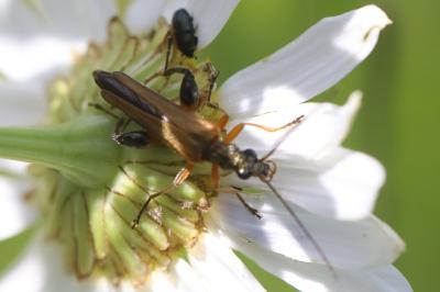 <i>Oedemera podagrariae</i>