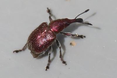 <i>Rhynchites auratus</i>