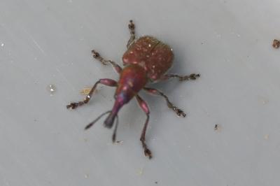 <i>Rhynchites auratus</i>
