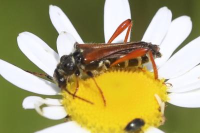 <i>Stenopterus rufus</i>