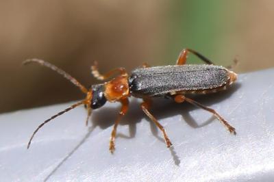 <i>Cantharis lateralis</i>