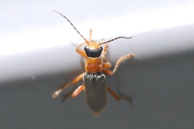 <i>Cantharis lateralis</i>