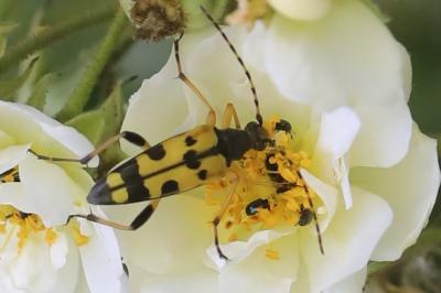 <i>Rutpela maculata</i>