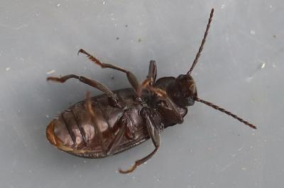 <i>Stenomax aeneus</i>