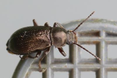 <i>Stenomax aeneus</i>