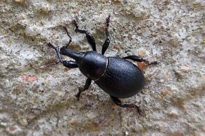 <i>Liparus coronatus</i>