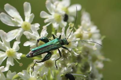 <i>Oedemera nobilis</i>