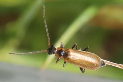<i>Rhagonycha nigriventris</i>