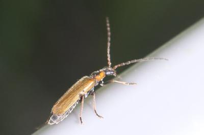 <i>Rhagonycha nigriventris</i>