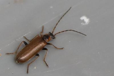<i>Rhagonycha nigriventris</i>
