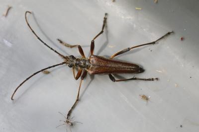 <i>Stenocorus meridianus</i>
