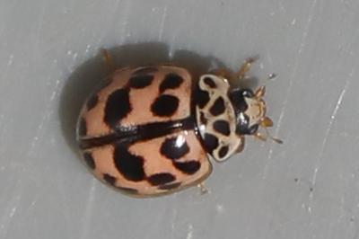 <i>Oenopia conglobata</i>