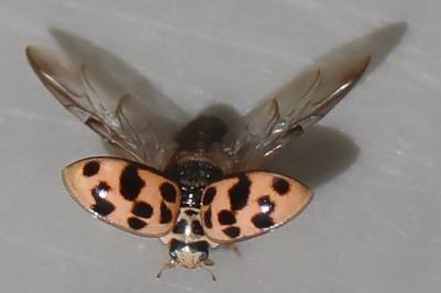 <i>Oenopia conglobata</i>